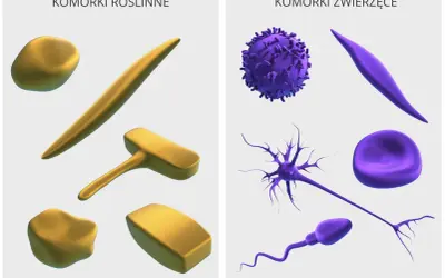 Komórki roślinne (złote) i zwierzęce (fioletowe) o odmiennych kształtach, budujące narządy pełniące różne funkcje.