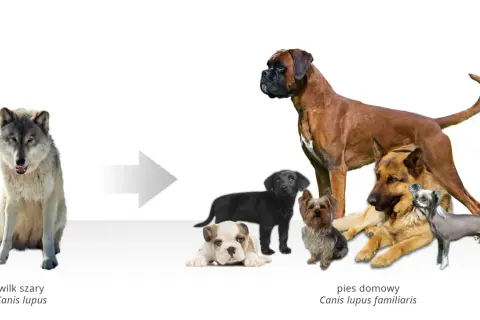 Wilk szary (Canis lupus) ewoluował w psa domowego (Canis lupus familiaris), tworząc różnorodność ras.