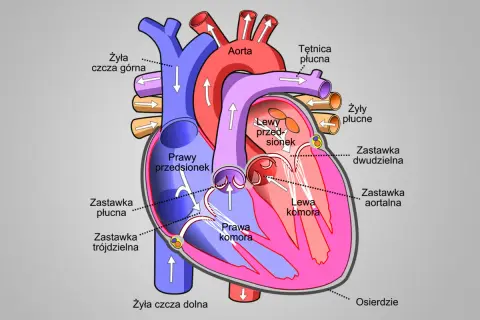 Schemat budowy serca człowieka z zaznaczonymi komorami, przedsionkami, zastawkami i głównymi naczyniami krwionośnymi.