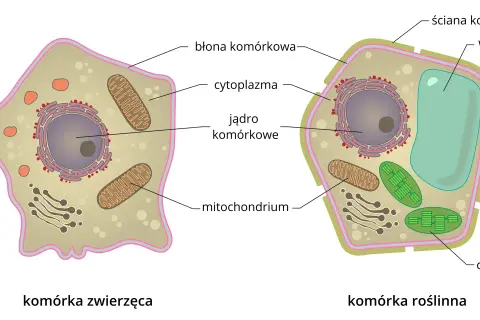 Porównanie budowy komórki zwierzęcej i roślinnej. Komórka roślinna ma ścianę komórkową, wodniczkę i chloroplasty, których brakuje w komórce zwierzęcej.