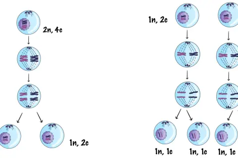Ilustracja porównuje mitozę i mejozę, pokazując podział komórek z chromosomami. Mitoza tworzy dwie identyczne komórki, a mejoza cztery.