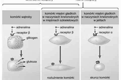 Adrenalina wiąże się z receptorami β w komórkach wątroby, uwalniając glukozę. W mięśniach gładkich wiąże się z receptorami β (rozluźnienie) lub α (skurcz), pokazując, jak hormon trafia do komórki.