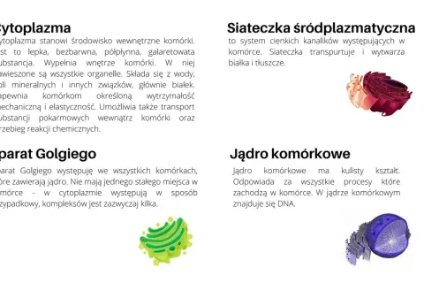 Ilustracje komórki zwierzęcej i roślinnej: aparat Golgiego, jądro komórkowe, siateczka śródplazmatyczna.