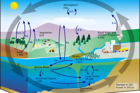 Ilustracja przedstawia obieg węgla w przyrodzie, pokazując jego przepływ między atmosferą, roślinnością, glebą, oceanami i działalnością człowieka.