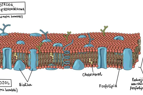 Schematyczna błona komórkowa zwierzęca z podwójną warstwą fosfolipidową, białkami, cholesterolem i glikoproteinami na zewnątrz komórki.