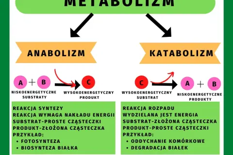 Podstawowe zasady metabolizmu: anabolizm (synteza, wymaga energii) i katabolizm (rozkład, wydziela energię).