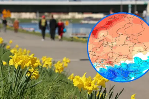 Porównanie temperatur rok do roku: wiosna z żonkilami i mapa Europy pokazująca ciepłe i zimne obszary.