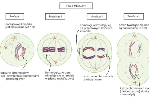 Mejoza I: profaza, metafaza, anafaza, telofaza. W profazie zachodzi crossing over, czyli wymiana fragmentów między chromosomami homologicznymi.