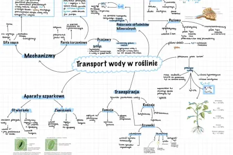 Mapa myśli przedstawiająca transport wody w roślinie, obejmująca mechanizmy, aparaty szparkowe, transpirację, pobieranie składników mineralnych i czynniki wpływające na ten proces.