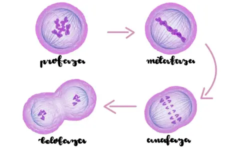 Cykl podziału komórki: profaza, metafaza, anafaza, telofaza. Chromosomy w różnych stadiach.