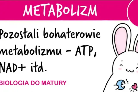 ATP w biologii: co to jest i jak wpływa na życie komórek