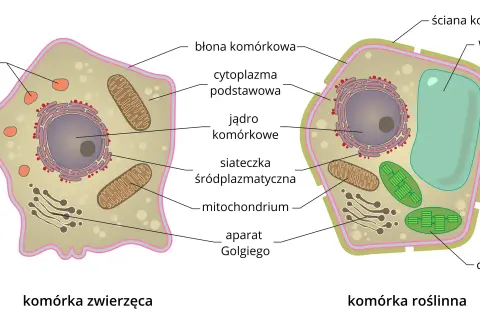 Schemat budowy komórki ludzkiej (zwierzęcej) i roślinnej, ukazujący jądro, mitochondria, lizosomy, aparat Golgiego, siateczkę śródplazmatyczną, błonę komórkową, ścianę komórkową, wodniczkę i chloroplasty.