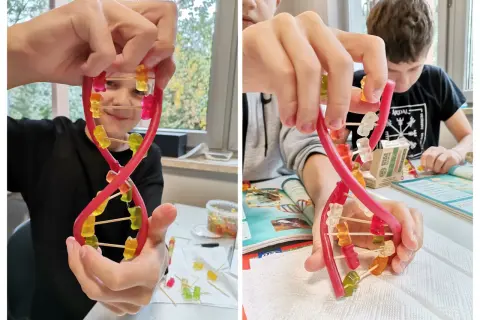 Dzieci tworzą model DNA z żelków i wykałaczek. To świetny sposób, jak zrobić model dna z papieru, ale w wersji jadalnej!