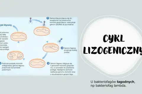 Ilustracja przedstawia cykl lityczny i lizogeniczny bakteriofaga, pokazując jego interakcję z komórką gospodarza.