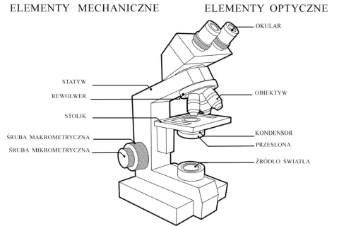 Schemat budowy mikroskopu optycznego z elementami mechanicznymi (statyw, rewolwer, stolik, śruby) i optycznymi (okular, obiektyw, kondensor, źródło światła).