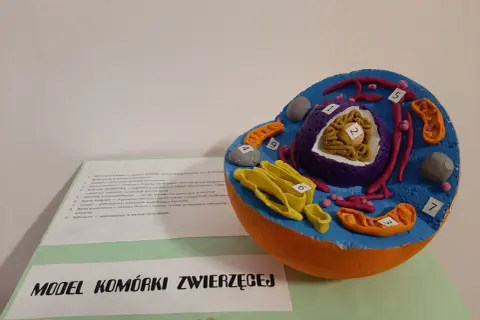 Kolorowy model komórki zwierzęcej, idealny do nauki, jak zrobić taki projekt.