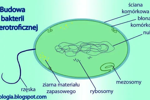 Schemat budowy komórki bakterii heterotroficznej: ściana, błona, nukleoid, rybosomy, ziarna materiału zapasowego, rzęska, mezosomy.