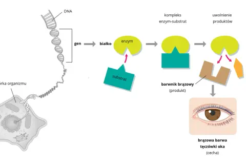 Schemat wyjaśnia, co to jest dziedziczenie w biologii: geny z DNA komórki organizmu kodują białka, które tworzą enzymy. Enzymy przetwarzają substraty w produkty, np. brązowy barwnik odpowiedzialny za brązową barwę tęczówki oka.