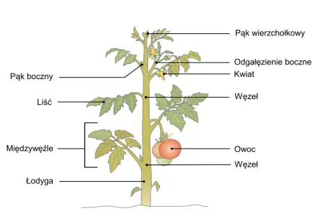 Ilustracja przedstawia pomidora, ukazując jego budowę: łodygę, liście, pąki, kwiaty i owoce. To kluczowe elementy w sposobie rozmnażania się roślin.