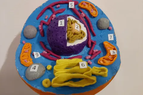 Model przestrzenny komórki zwierzęcej z plasteliny, z widocznym jądrem (1, 2), mitochondriami (3), lizosomami (4), aparatem Golgiego (6), siateczką śródplazmatyczną (5, 7, 9) i centrosomem (8).