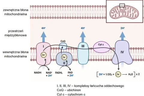 Łańcuch oddechowy w mitochondrium, kluczowy dla metabolizmu. Pomaga w zadaniach maturalnych z biologii.