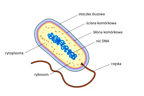 Schemat bakterii: otoczka śluzowa, ściana komórkowa, błona komórkowa, cytoplazma, rybosomy, nić DNA, rzęska. Czy bakteria ma jądro komórkowe? Nie, jej DNA znajduje się w cytoplazmie.