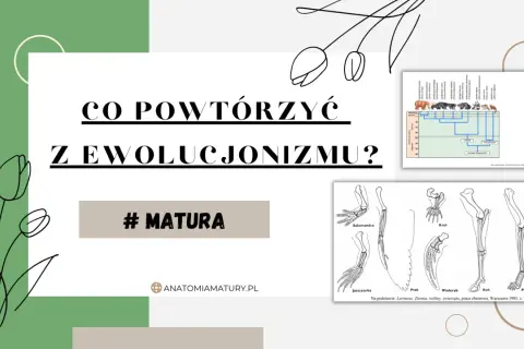 Grafika z pytaniem "Co powtórzyć z ewolucjonizmu?" i ilustracjami porównującymi kończyny zwierząt, drzewem filogenetycznym niedźwiedzi. Systematyka pomaga zrozumieć te zależności.