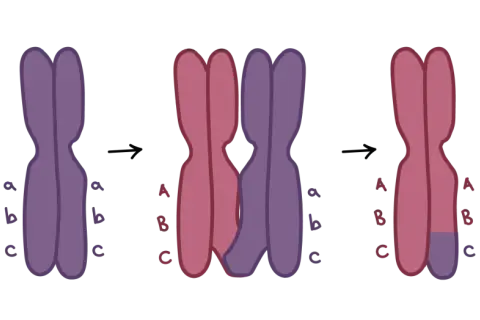 Ilustracja pokazuje crossing-over, proces zachodzący podczas mejozy, gdzie następuje wymiana fragmentów między chromosomami.