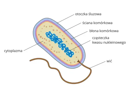 Schemat budowy bakterii: otoczka śluzowa, ściana komórkowa, błona komórkowa, cytoplazma, cząsteczka kwasu nukleinowego i wici. To podstawy działu biologii zajmującego się budową i czynnościami komórek.