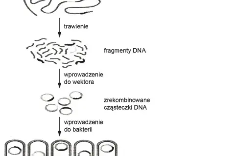 Co to jest wektor w biologii i jak wpływa na inżynierię genetyczną