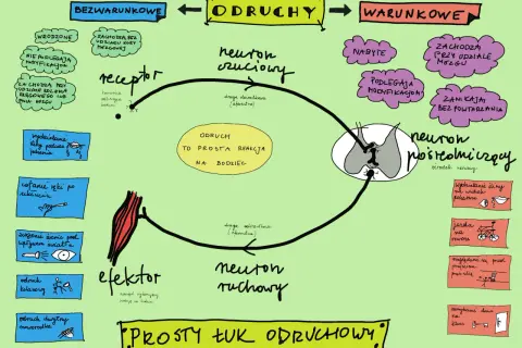 Schemat przedstawia łuk odruchowy, wyjaśniając, co to jest genetyka w kontekście odruchów bezwarunkowych i warunkowych.