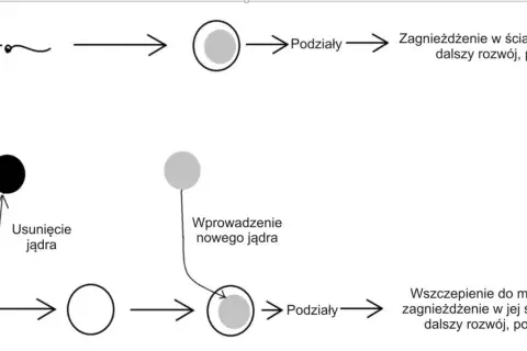 Schemat przedstawia zapłodnienie komórki jajowej (haploidalnej) przez plemnik, tworząc zygotę (komórkę diploidalną), która rozwija się.
