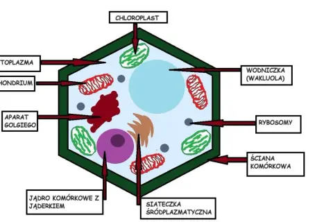 Budowa komórki roślinnej klasa 5: schemat przedstawia jądro, chloroplasty, mitochondria, aparat Golgiego, wodniczkę, rybosomy, siateczkę śródplazmatyczną i ścianę komórkową.