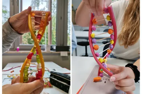 Jak zrobić model DNA z koralików? Dwie ręce tworzą podwójną helisę z żelków i plasteliny, pokazując kreatywny sposób na naukę biologii.
