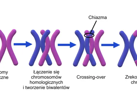 Ilustracja pokazuje proces crossing-over, kluczowy etap mejozy, gdzie dochodzi do wymiany fragmentów między chromosomami homologicznymi, tworząc rekombinowane chromatydy.