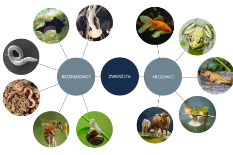 Ilustracja przedstawia podział zwierząt na bezkręgowce (np. dżdżownica, meduza) i kręgowce (np. ryba, żaba, krowa), ukazując różnorodność królestwa zwierząt w biologii.