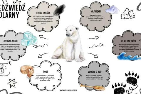 Niedźwiedzie polarne żyją na Arktyce. Ilustracja przedstawia niedźwiedzia polarnego i informacje o jego futrze, wielkości, pływaniu, pożywieniu i zimowaniu.