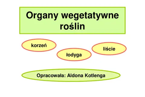 Grafika przedstawia organy wegetatywne roślin: korzeń, łodygę i liście. Opracowała: Aldona Kotlenga.