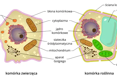 Rysunek przedstawia budowę komórki zwierzęcej i roślinnej, ukazując ich organella.