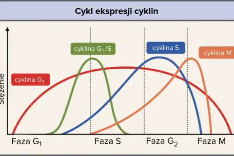 Wykres przedstawia stężenie cyklin w różnych fazach cyklu komórkowego: G1, S, G2 i M.