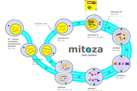 Cykl komórkowy: co to jest mitoza, przedstawiona jako cykl z fazami: interfaza G1, S, G2, profaza, metafaza, anafaza, telofaza i cytokineza.