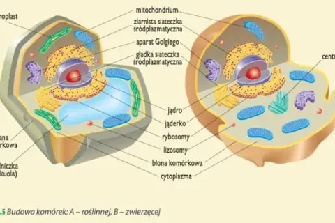 Jakie są dziedziny biologii i co warto o nich wiedzieć?