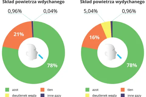 Porównanie procentowego składu powietrza wdychanego (78% azotu, 21% tlenu) i wydychanego (78% azotu, 16% tlenu, 5% dwutlenku węgla).
