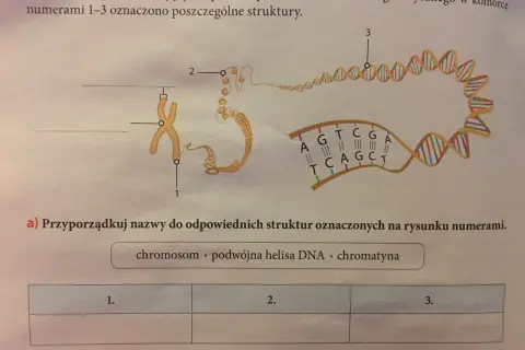 Schemat przedstawia organizację materiału genetycznego w komórce: chromosom (1), chromatyna (2) i podwójna helisa DNA (3).