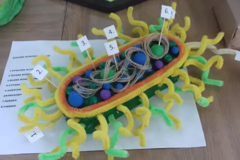 Kolorowy model komórki bakteryjnej z pętelkami i kulkami, przedstawiający jej budowę.