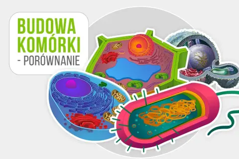 Co to jest komórka w biologii? Kluczowe informacje i funkcje