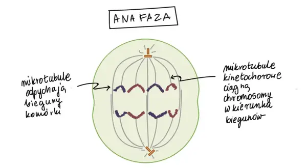 Anafaza mitozy: chromatydy rozdzielone i ciągnięte do biegunów komórki. Liczba chromosomów w komórkach potomnych będzie taka sama.