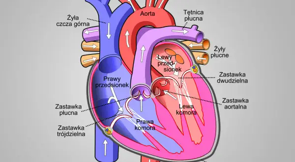 Schemat budowy serca człowieka z zaznaczonymi komorami, przedsionkami, zastawkami i głównymi naczyniami krwionośnymi.
