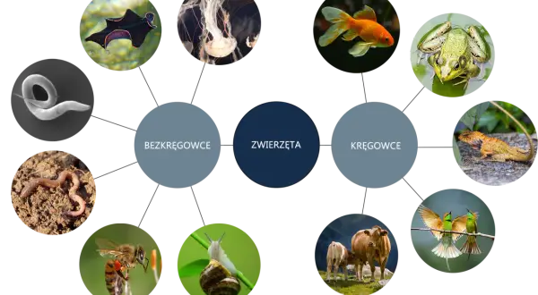 Diagram zwierząt: bezkręgowce (nicień, meduza, płaziniec) i kręgowce (ryba, żaba, jaszczurka, ptak, bydło).