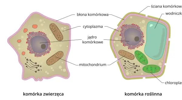 Porównanie budowy komórki zwierzęcej i roślinnej. Komórka roślinna ma ścianę komórkową, wodniczkę i chloroplasty, których brakuje w komórce zwierzęcej.